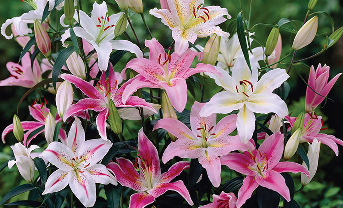 Most Beautiful Flowers in the World